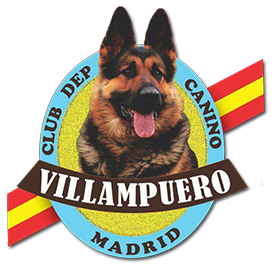 Villampuero perros pastores alemanes