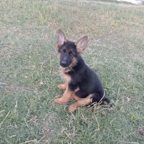 Camada de Lola