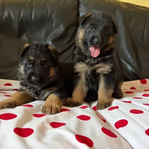 Camada de pelo corto