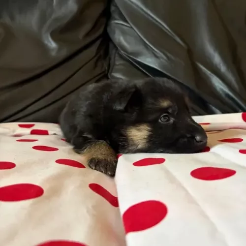 Camada de pelo corto