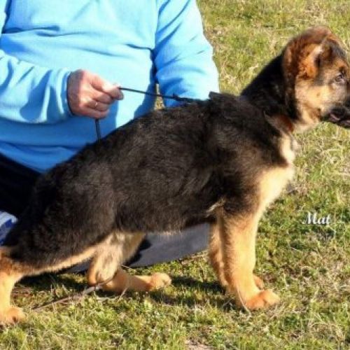 Madrid guarderías caninas