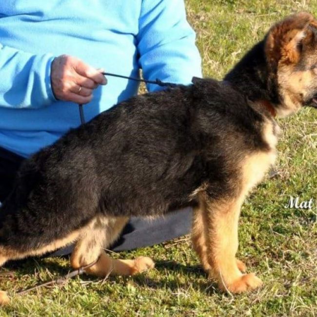 adiestramiento canino en Madrid