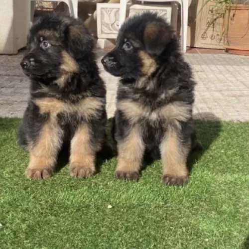 Camada de pelo largo