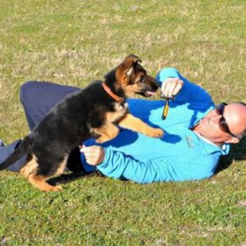 Madrid guardería canina