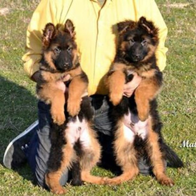 criadero de pastores alemanes en Madrid