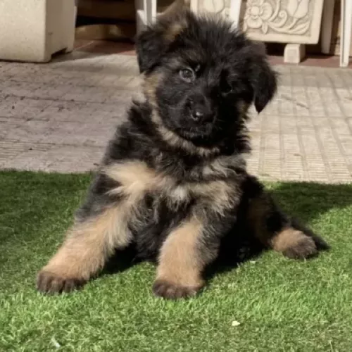 Camada de pelo largo