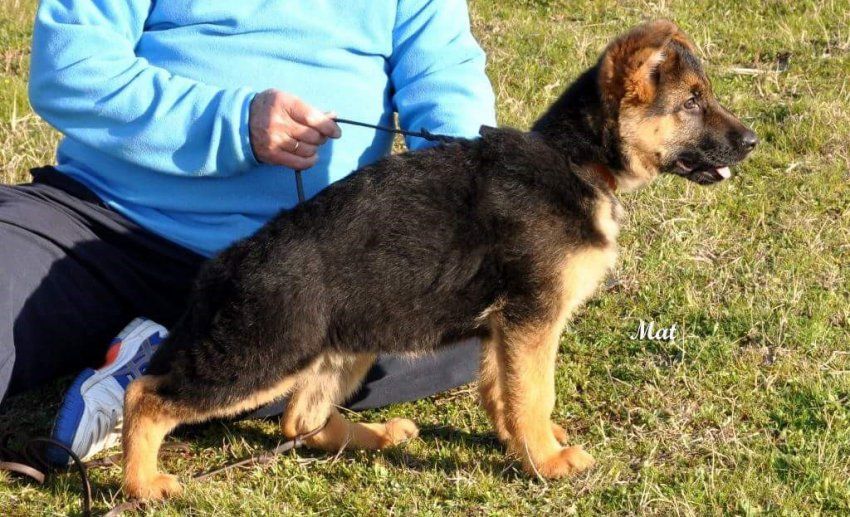 adiestramiento canino en Madrid