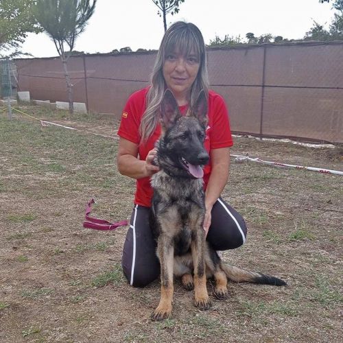 Itaca cachorra gris