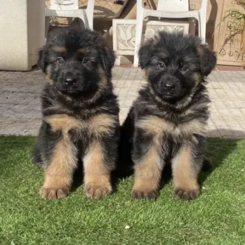 Camada de pelo largo