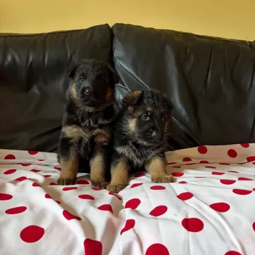 Camada de pelo corto