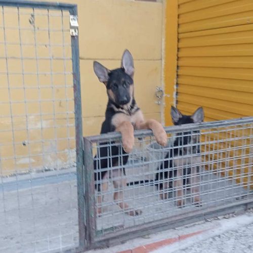 Camada de Lola