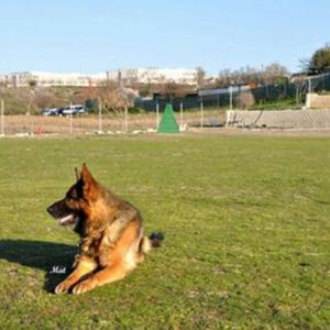 guardería canina en Madrid