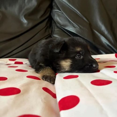 Camada de pelo corto