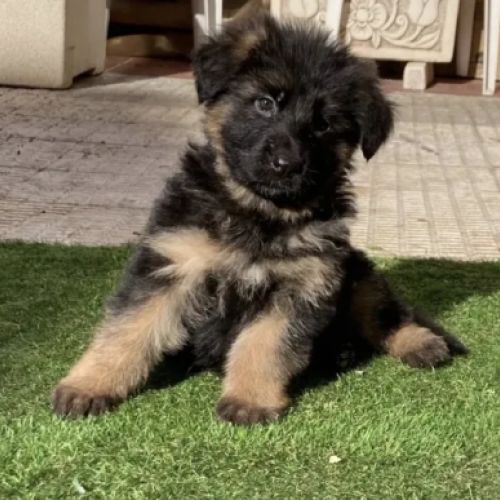 Camada de pelo largo