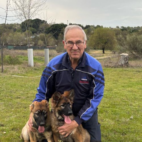 PASTORES ALEMANES GRISES LINEA DE TRABAJO DE VILLAMPUERO