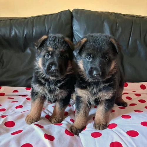 Camada de pelo corto