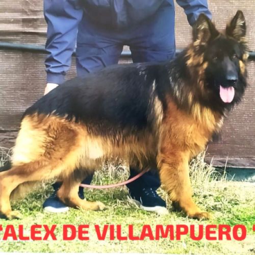 Alex de villampuero