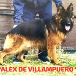 Alex de villampuero