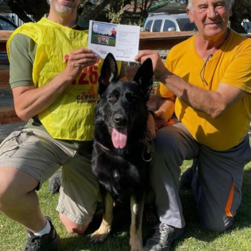 EL GRAN RONNY DE PARAYAS PADRE DE LA CAMADA DE GRISES