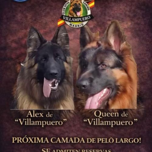 ALEX Y QUEEN DE VILLAMPUERO