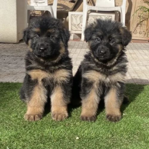 Camada de pelo largo