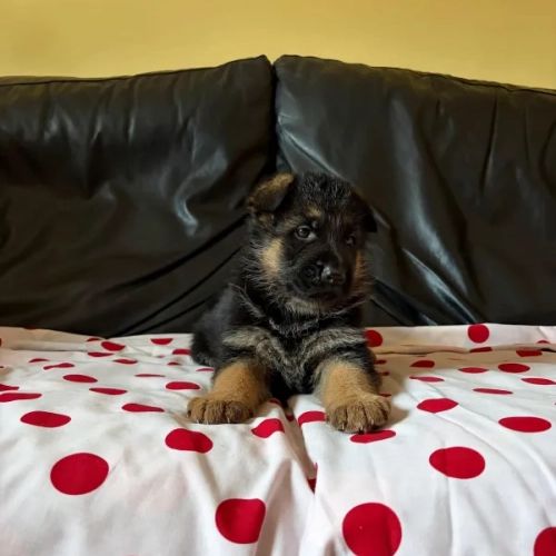 Camada de pelo corto