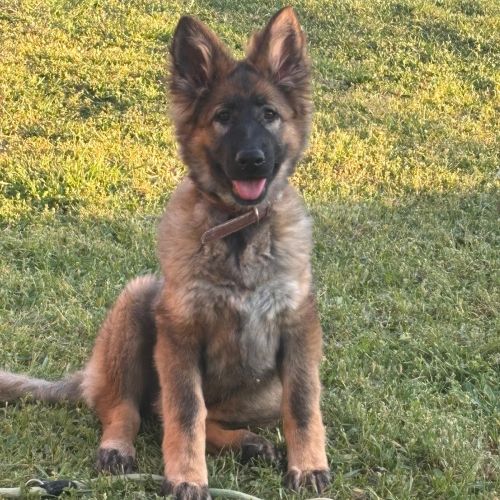 ella se llama  QUECHUA DE  VILLAMPUERO