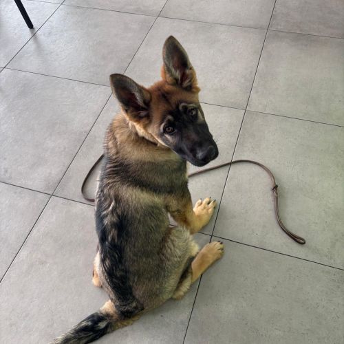 EL ES QOUPER DE VILLAMPUERO