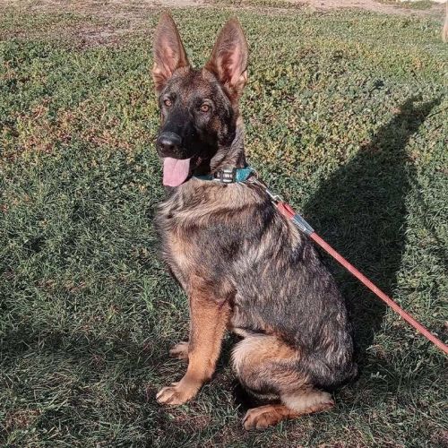 Itaca pastor alemán gris