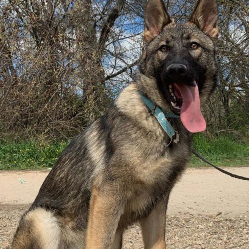 ELLA ES ZIMGARA DE VILLAMPUERO MADRE DE LA CAMADA DE GRISES